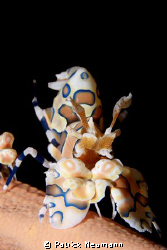 Harlekin taken with Canon 400D/Hugyfot Housing by Patrick Neumann 
